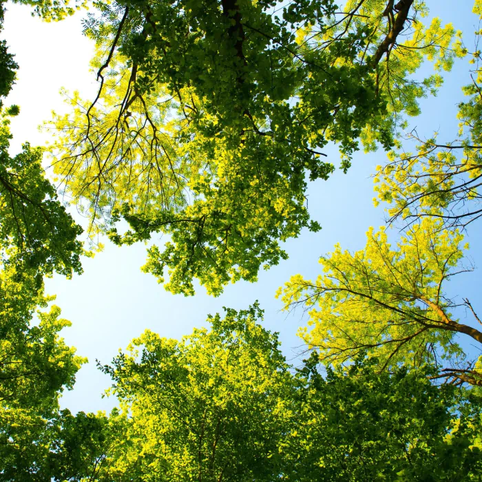 tree branches view