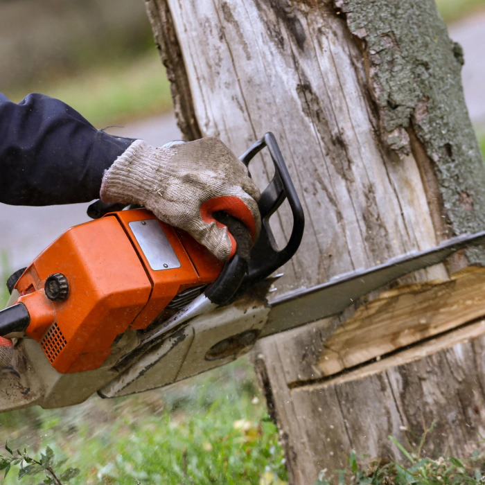 tree trimming with chainsaw