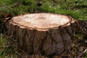 Creative and Fun Crafts to Transform Leftover Tree Stumps