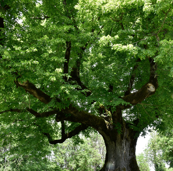 Arborist Services